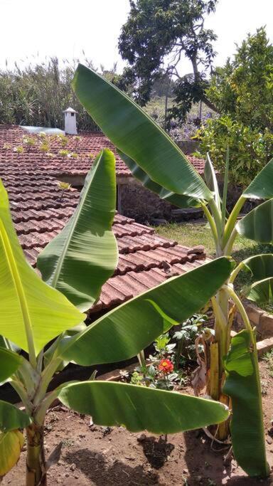 Rural House To Take A Break, La Serreria 25 - Private Garden تاكورونتي المظهر الخارجي الصورة